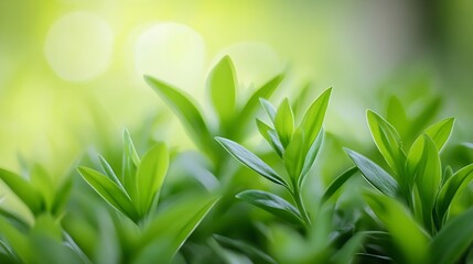 Poster - Close Up of Fresh Green Leaves with Soft Focus Natural Background : Generative AI