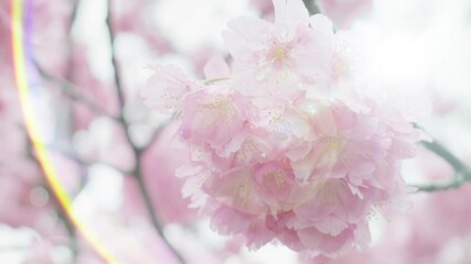 Wall Mural - 春の空を望み見上げる満開の桜と空雲の背景　新年度・入学・入社・入園・卒業のイメージ 花びら舞う桜吹雪　太陽レンズフレア