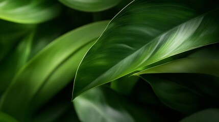 Poster - Close Up of Vibrant Green Leaves in Natural Light Highlighting Texture and Detail : Generative AI