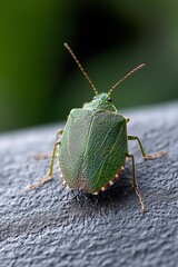Poster - Close-Up of a Green Insect on a Black Surface with Natural Lighting : Generative AI