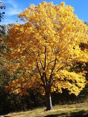Poster - Vibrant Fall Foliage of a Large Yellow Tree Against a Clear Blue Sky : Generative AI