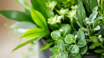 Poster - Lush Green Plant Arrangement in a Modern Indoor Setting Perfect for Home Decor : Generative AI