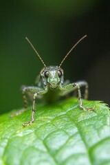 Poster - Macro Shot of a Green Grasshopper on a Leaf Showcasing Incredible Details of Insects : Generative AI