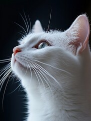 Poster - Elegant White Cat Close Up with Intense Gaze Captured in Soft Natural Lighting : Generative AI