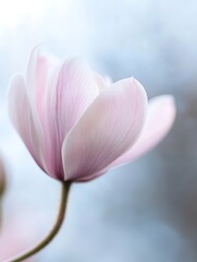 Poster - Delicate Blossom of a Pink Magnolia Flower Against a Soft Blue Background : Generative AI