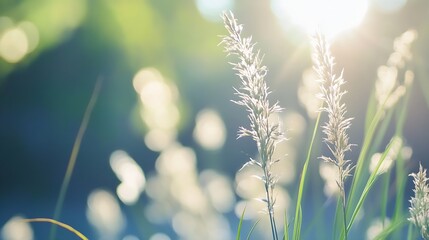Poster - Gentle sunlight shining through grass creating a serene and tranquil nature scene : Generative AI