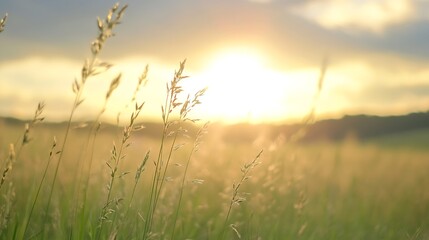 Aufkleber - Golden Sunset Glowing Through Tall Grass Fields on Summer Evening : Generative AI
