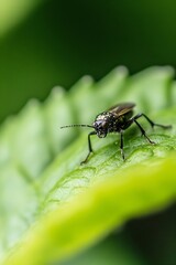 Poster - Close up of a small insect on a vibrant green leaf in nature : Generative AI