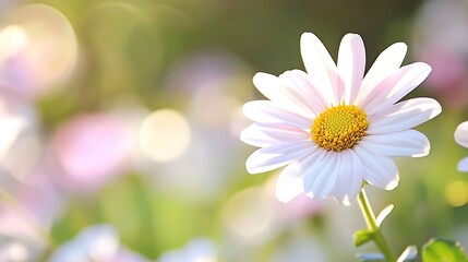 Poster - Beautiful Close Up of Blossom Daisy Flower Petals with Soft Background in Natural Light : Generative AI