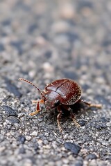 Poster - Close-up of Beetle on Asphalt Ground in Natural Habitat : Generative AI