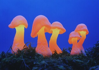 Wall Mural - glowing orange mushrooms cluster on moss at night.