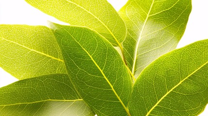 close-up of eucalyptus leaves, highlighting their texture and aromatic oils, isolated on a clean white backdrop Eucalyptus tree benefits 