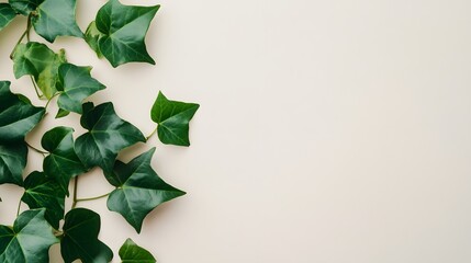 Wall Mural - Lush Green Ivy Leaves on a Beige Background