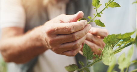Wall Mural - Agriculture, inspection and growth in farm, hands and checking for harvest, farmer or countryside. Sustainable business, production and person with plants in environment, closeup or quality assurance