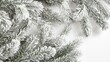 © ProStockGallery - Snowy Pine Branches on White Background Festive Winter Holiday Decoration Detail