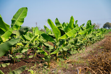 Wall Mural - Banana plantation. Growing Young banana plants with dew drops on leaves. Young banana plants in a rural farm in india