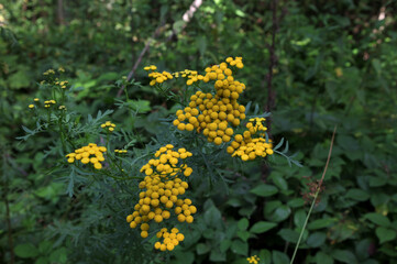 Sticker - Tansy (Tanacetum vulgare) in full bloom