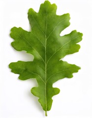 Poster - Young oak leaf with fresh green color and lobed shape, isolated on white background