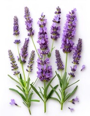 Wall Mural - Soft lavender sprigs with purple flowers and green stems, isolated on white background