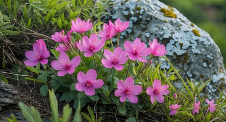 Wall Mural - vibrant pink wildflowers bloom among lush green foliage and a lichen-covered rock creating a serene 