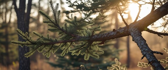 Poster - Sunlit pine branch in a forest highlighting natural beauty and tranquility with blurred background scenery.