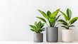 © A-TiMe  - Indoor plant arrangement modern home photography minimalist setting close-up view greenery for aesthetic appeal