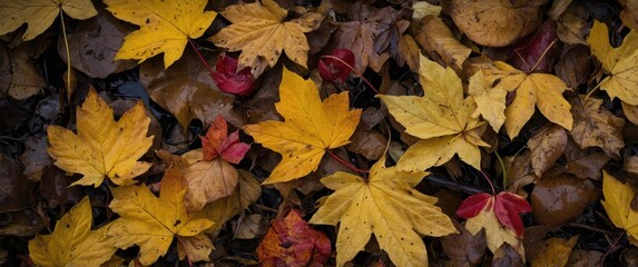 Poster - Colorful wet autumn leaves in various shades of yellow, red, and brown scattered on the ground, creating a rich seasonal tapestry.