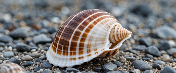 Poster - Close-Up of a Brown and White Striped Seashell on Gravel Beach with Empty Space for Text in Natural Setting