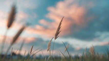 Poster - Blurry Image of a Cloudy Sky with Grasses in the Foreground Evoking a Serene and Peaceful Atmosphere in Soft Pastel Hues