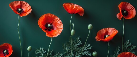 Poster - Vibrant Red Poppy Flowers Against a Dark Green Background Capturing a Striking Contrast and Artistic Elegance for Design and Decoration Needs
