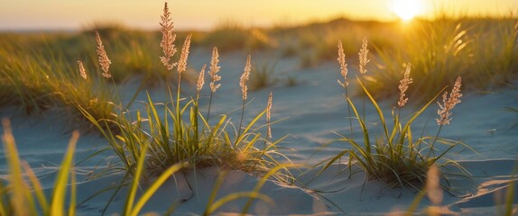 Wall Mural - Golden Hour Glow on Beachgrass with Soft Light Over Sandy Dunes and Warm Sunset Background
