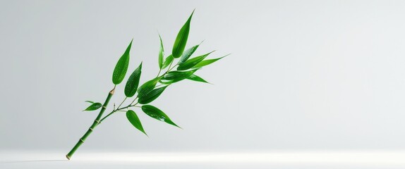 Poster - Fresh bamboo leaf twig with a white background showcasing vibrant green foliage and natural beauty. Perfect for nature-themed designs.