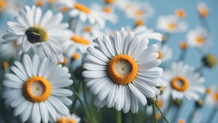 Poster - Close-up of vibrant white daisies with orange centers against a blurred background featuring ample space for text or captions.