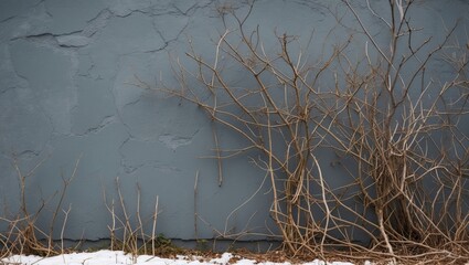 Poster - gray wall with leafless twigs in winter setting highlighting texture and contrast in a serene, minim