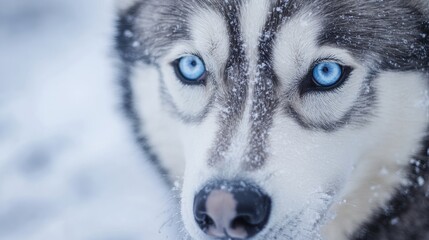 Wall Mural - mesmerizing blue eyes of a siberian husky in a snowy winter landscape