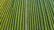 © lia - Aerial view of a vast banana plantation at sunrise, irrigation system visible