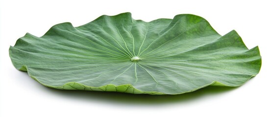 Poster - lotus leaf on a white background showcasing natural textures and vibrant green color ideal for botan