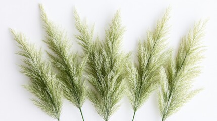Poster - light green feathery ferns arranged artistically on a clean white background showcasing nature's del
