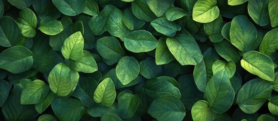 Poster - lush green leaf wallpaper background ideal for nature-themed designs and organic aesthetics in vario
