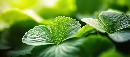 Poster - vibrant green geranium leaves creating a soft nature background perfect for botanical or freshness t