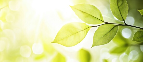 Poster - vibrant green leaves illuminated by sunlight creating a serene and refreshing natural atmosphere