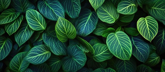 Poster - Lush green leaf textures of ornamental plants showcasing intricate patterns and vibrant hues for natural decor or design concepts