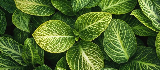 Poster - Ornamental plant leaf texture showcasing vibrant green hues and intricate vein patterns in natural lighting.