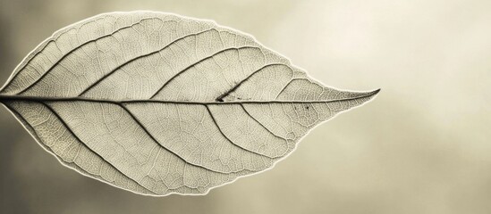 Poster - Monochrome close-up of a single leaf with intricate veins against a soft blurred background showcasing nature's delicate beauty.