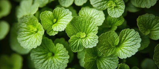 Poster - vibrant close-up of lush green wild plant leaves creating a natural textured background for design o