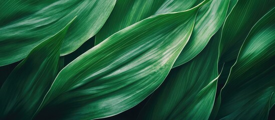 Poster - Vibrant green leaf texture background showcasing overlapping foliage with intricate details for natural design concepts.