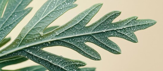 Poster - Close-up of a fresh wormwood leaf showcasing its intricate details and dew droplets against a soft neutral background.