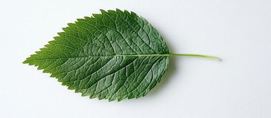 Poster - fresh green leaf isolated on a clean white background showcasing natural texture and details for bot
