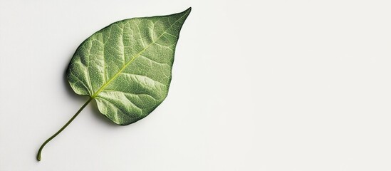 Poster - vibrant green leaf isolated on clean white background for natural and botanical design concepts