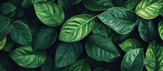 Poster - lush green leaf texture providing a vibrant natural background for design and decor projects